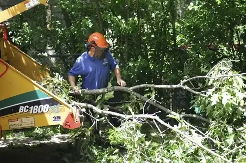 tree services Casselton
